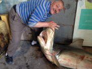 بالفيديو: صياد في ميناء يافا يصطاد سمكة قرش تزن أكثر من 150 كيلو جرام